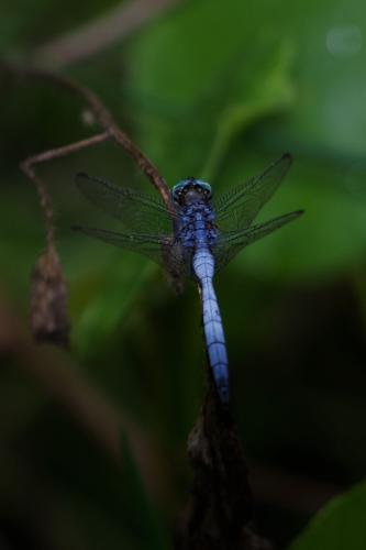 Orthetrum stemmale
